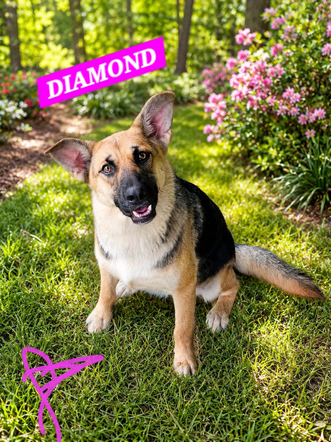 DIAMOND, ADOPTABLE, Young Female German Shepherd Dog.