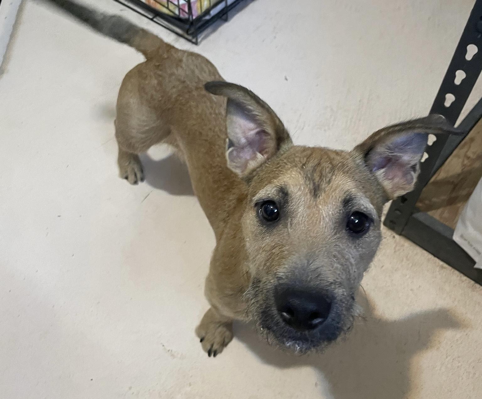 Enlarge Teddy, an adopted mixed breed in Phoenix, AZ image 2/4