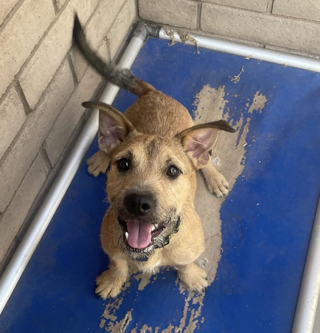 Teddy, adopted, Young Male Terrier.