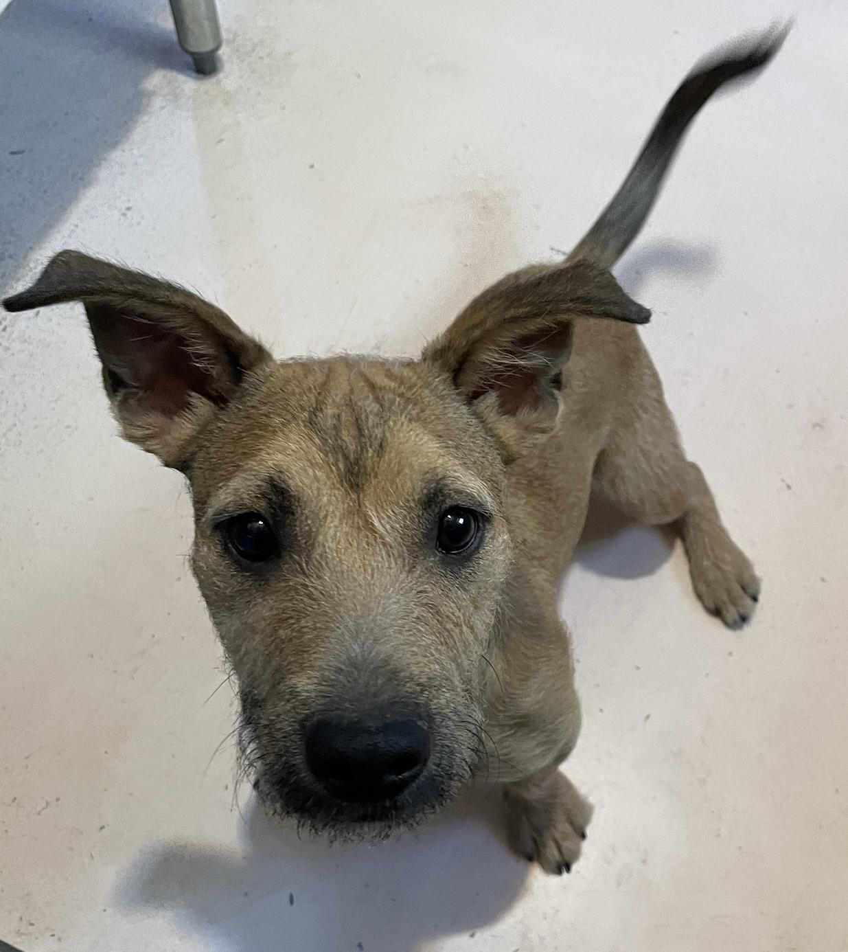 Enlarge Teddy, an adopted mixed breed in Phoenix, AZ image 4/4