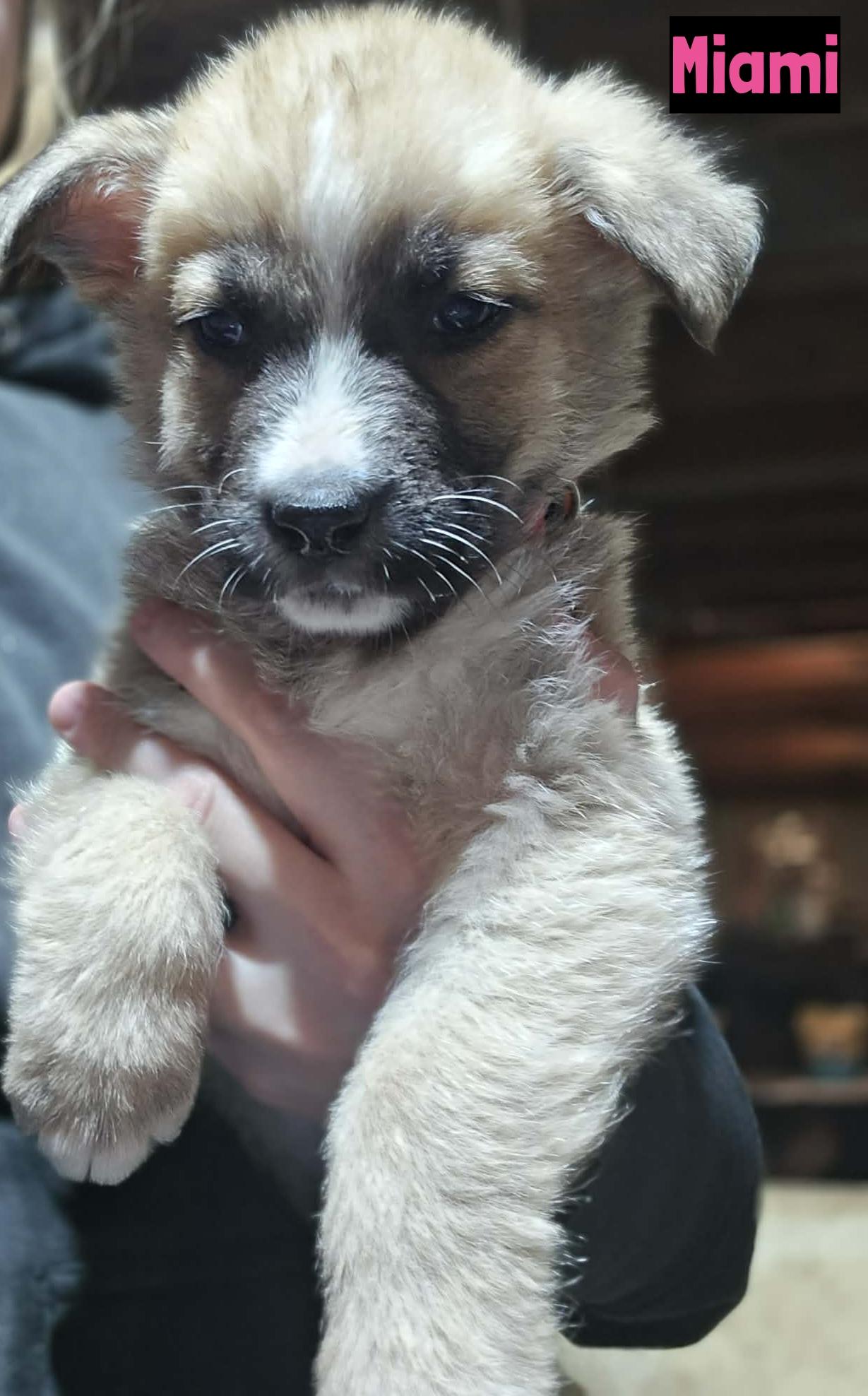 Miami , adopted, Puppy Female German Shepherd Dog.