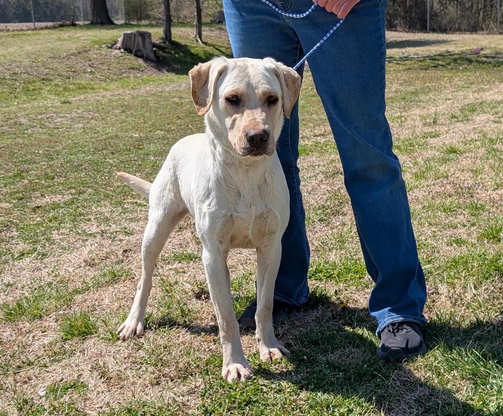 Ford, ADOPTABLE, Young Female Yellow Labrador Retriever.