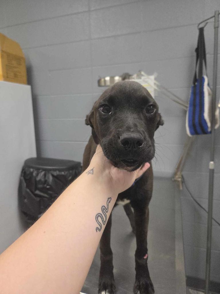 Albert, Adoptable, Young Male Labrador Retriever & Boxer.