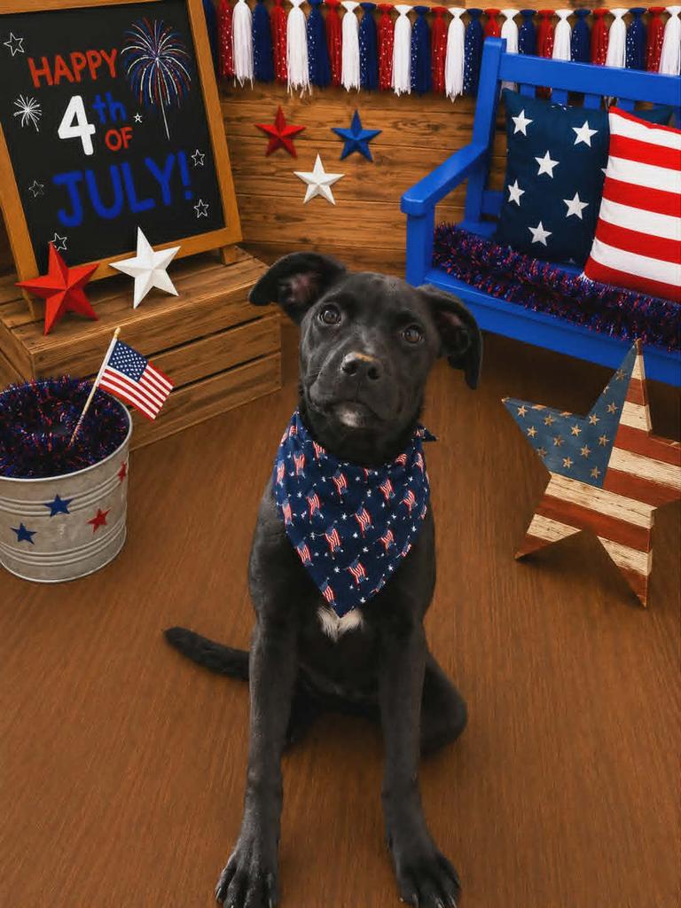 Albert, a Adoptable mixed breed in Livingston, LA image 2/3