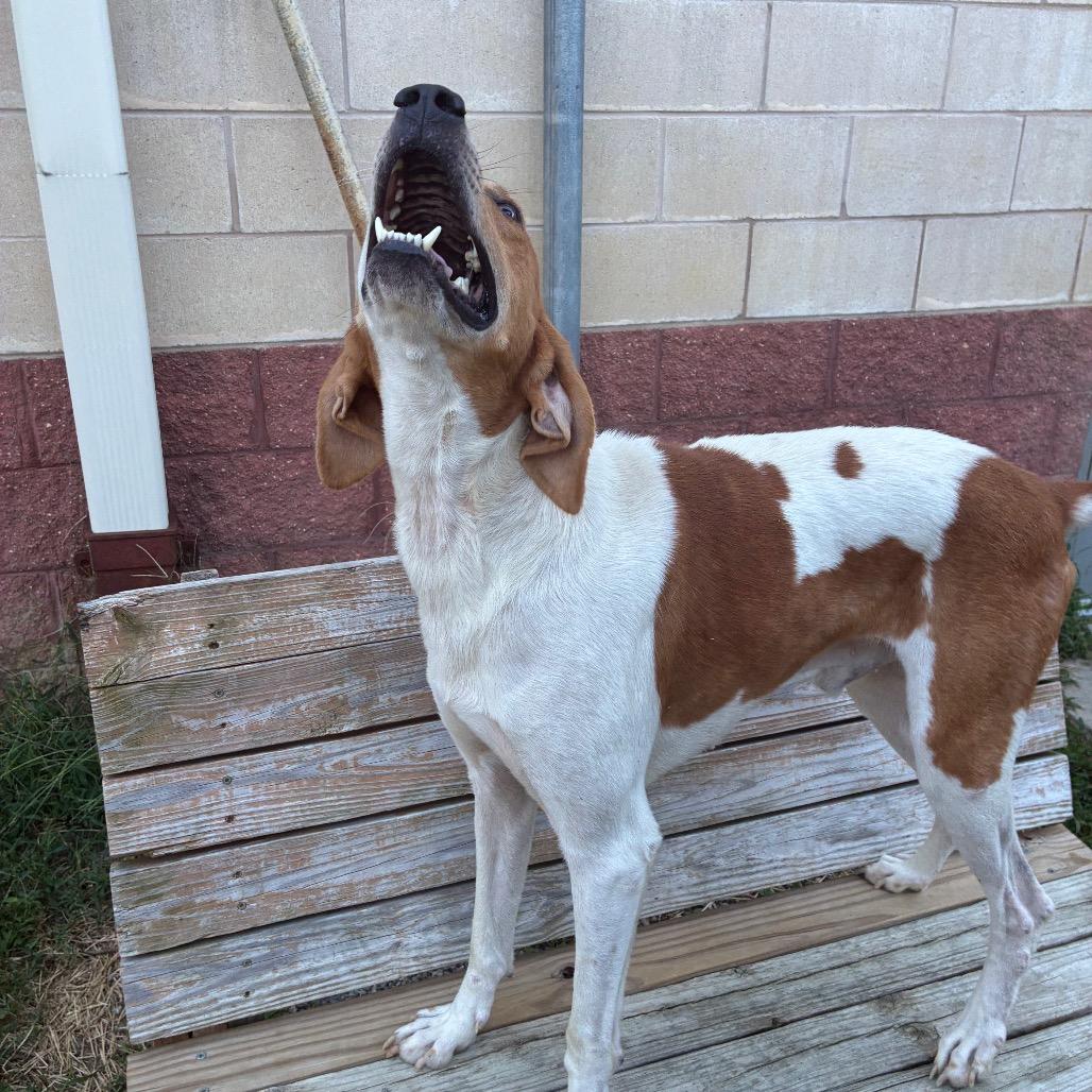 Enlarge Dunkaroo, a Adoptable Mixed Breed in Fredericksburg, VA image 1/6