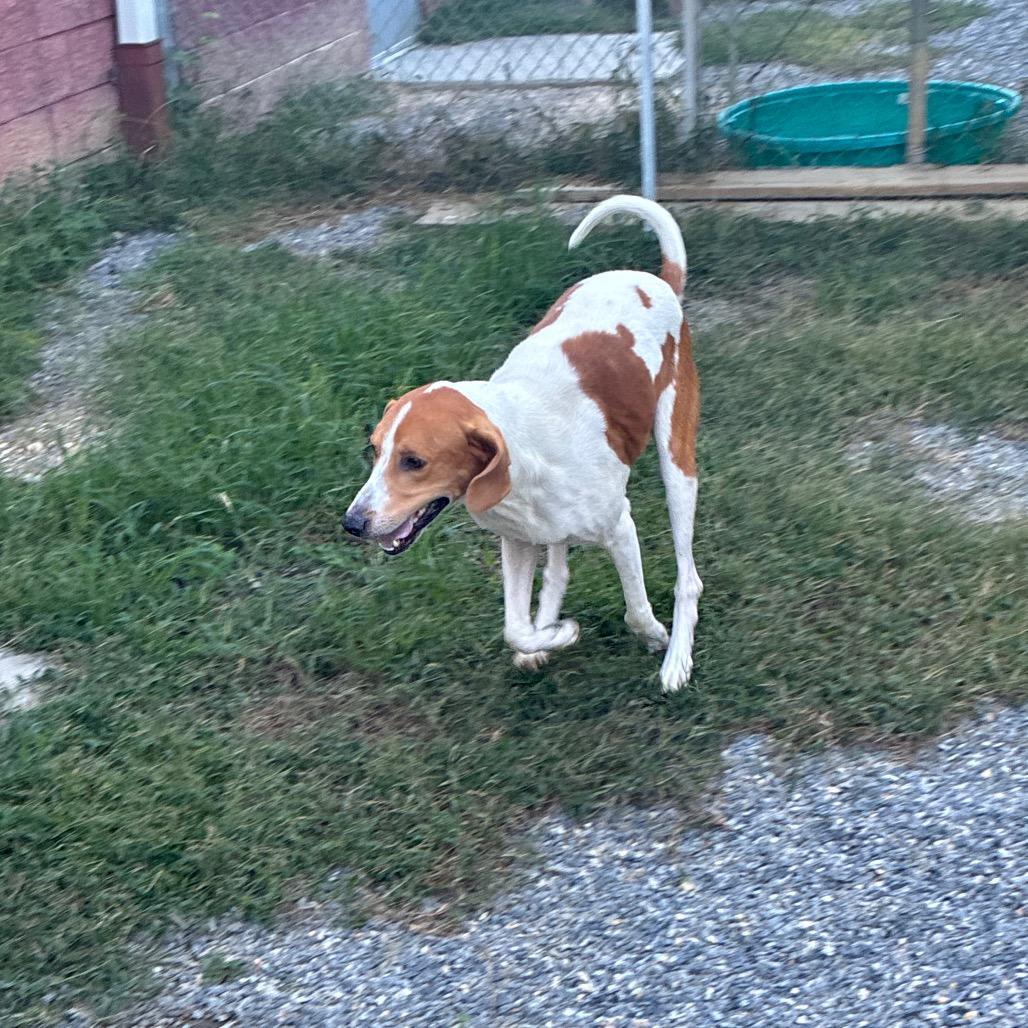 Enlarge Dunkaroo, a Adoptable Mixed Breed in Fredericksburg, VA image 2/6