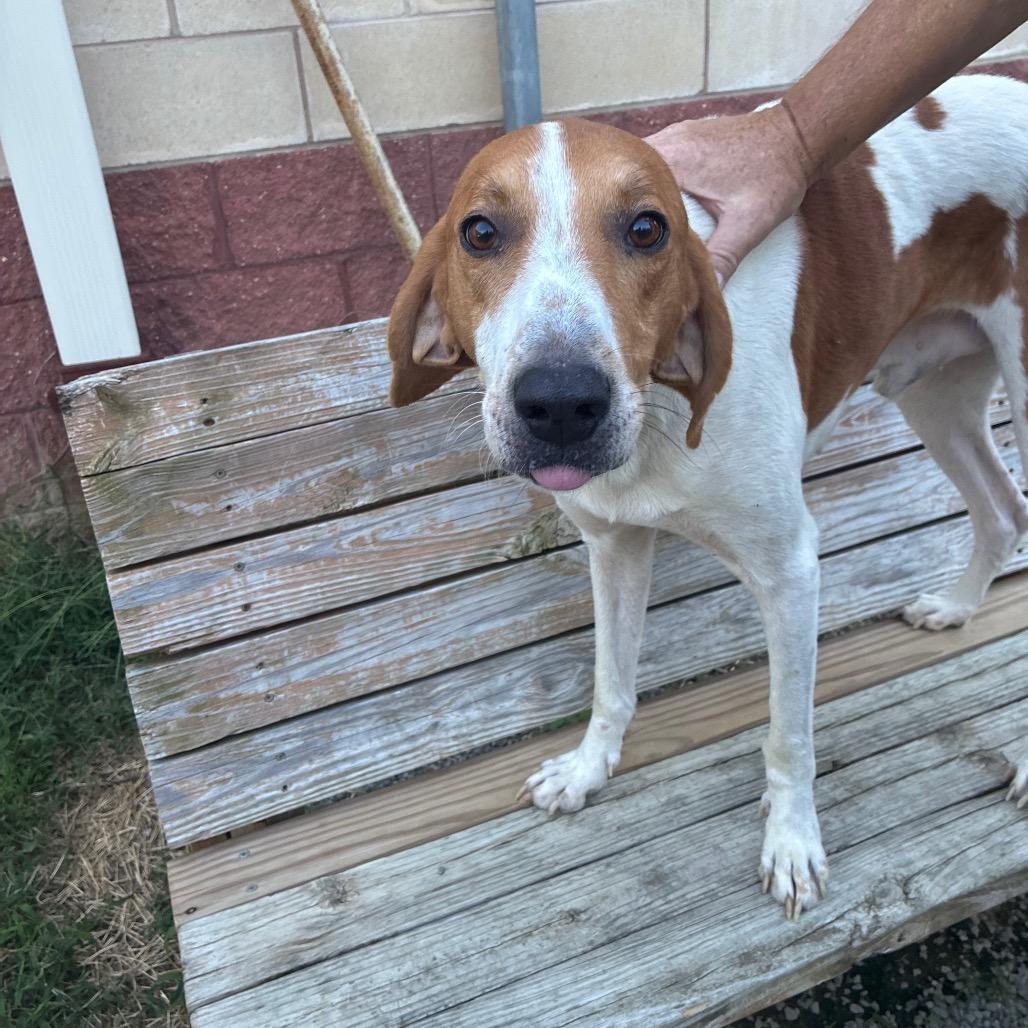 Enlarge Dunkaroo, a Adoptable Mixed Breed in Fredericksburg, VA image 3/6