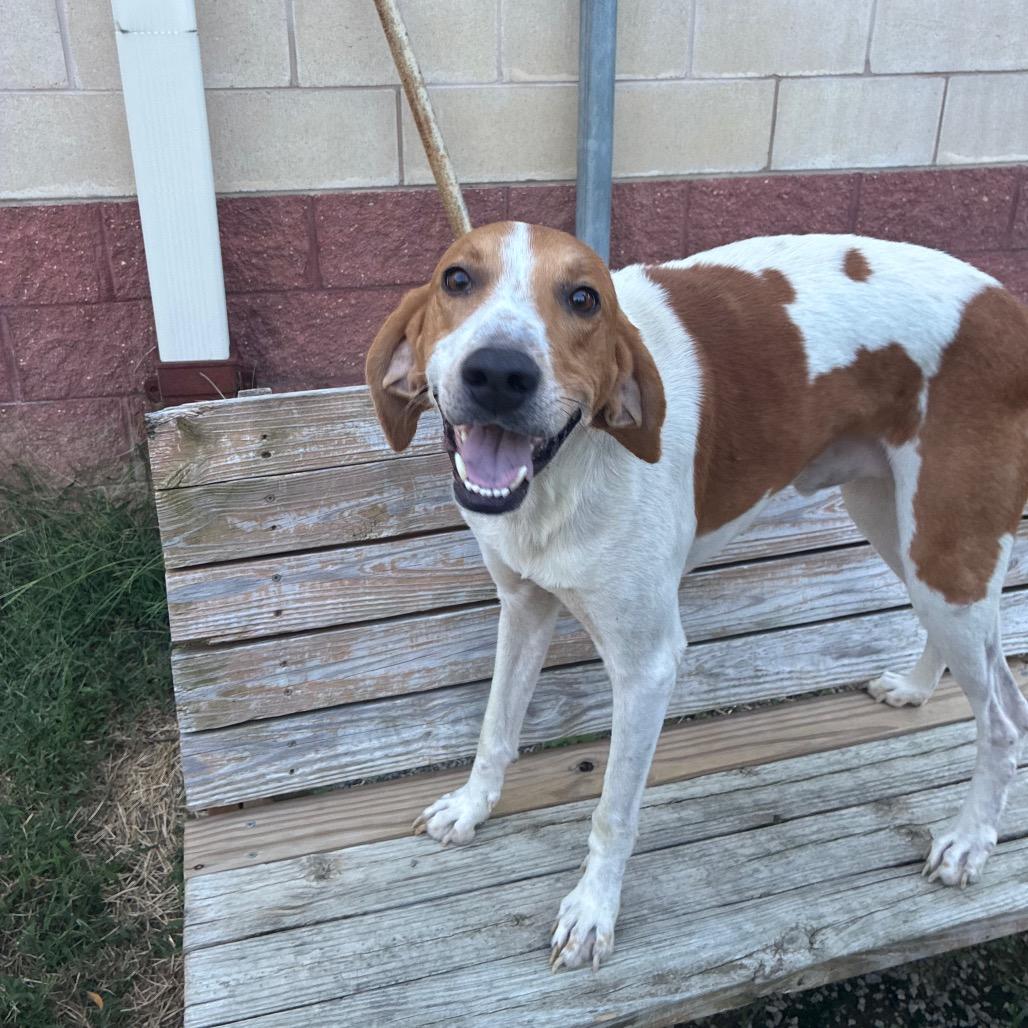 Enlarge Dunkaroo, a Adoptable Mixed Breed in Fredericksburg, VA image 4/6