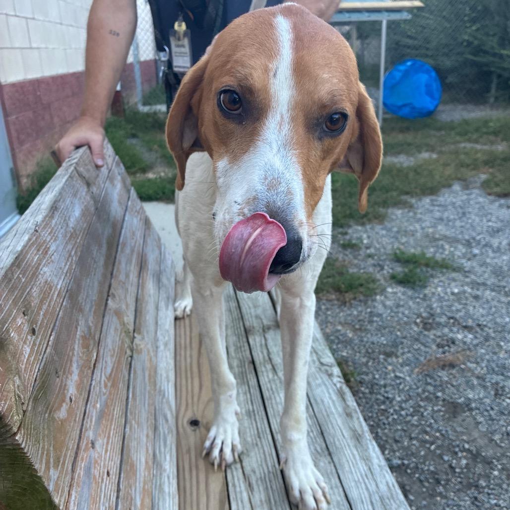 Enlarge Dunkaroo, a Adoptable Mixed Breed in Fredericksburg, VA image 5/6