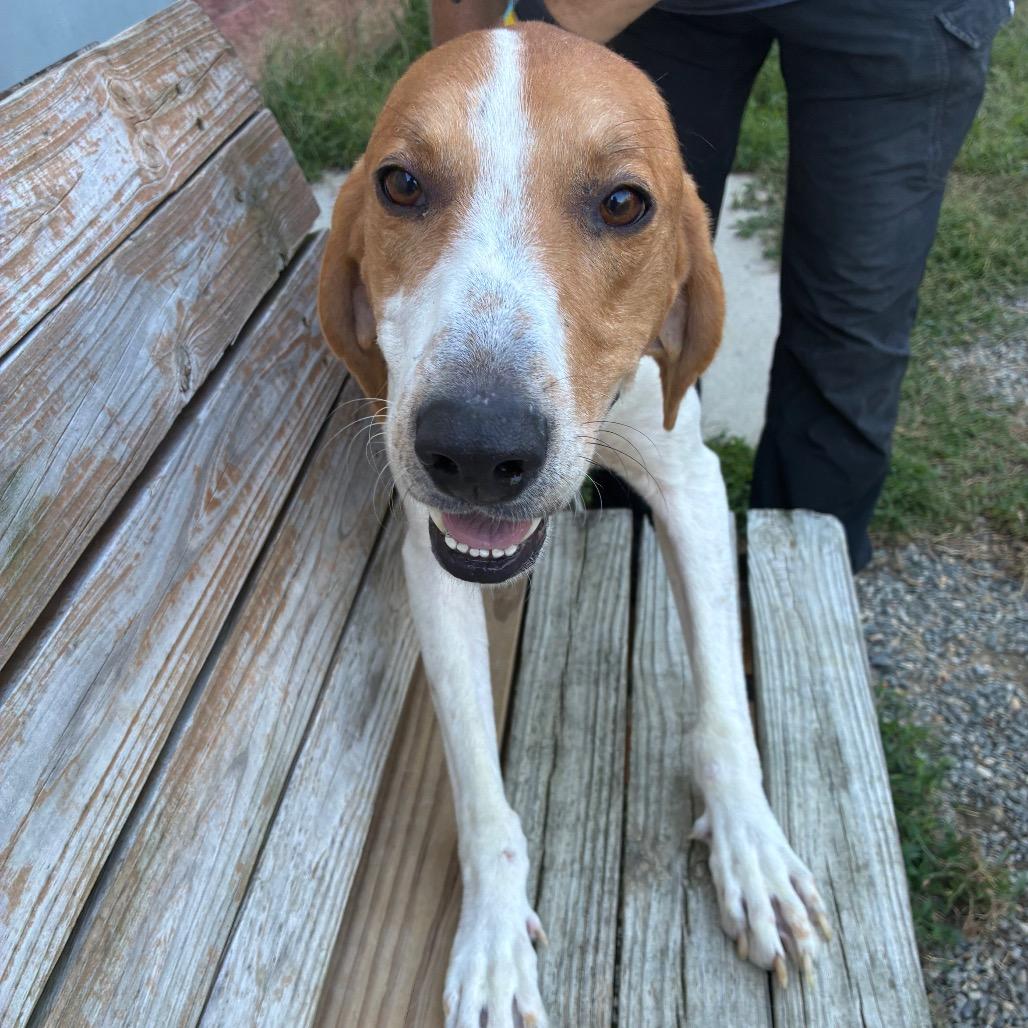 Enlarge Dunkaroo, a Adoptable Mixed Breed in Fredericksburg, VA image 6/6