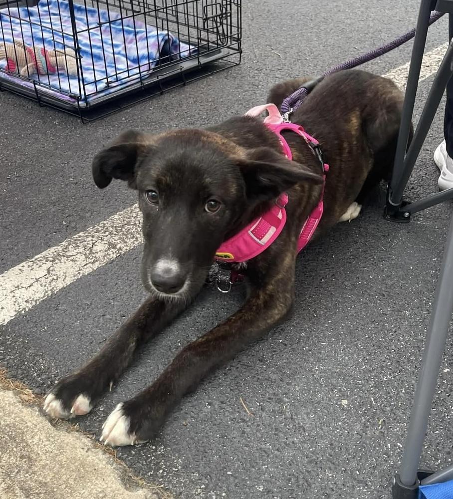 Nami, Adoptable, Puppy Female Labrador Retriever & Shepherd.