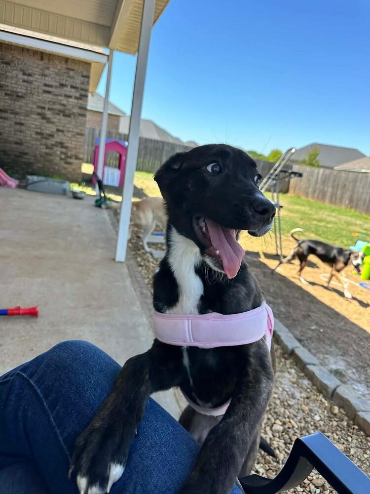 Enlarge Nami, a Adoptable mixed breed in WARNER ROBINS, GA image 1/2