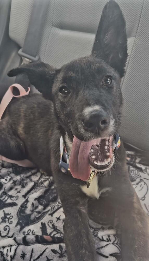 Enlarge Nami, a Adoptable mixed breed in WARNER ROBINS, GA image 2/2