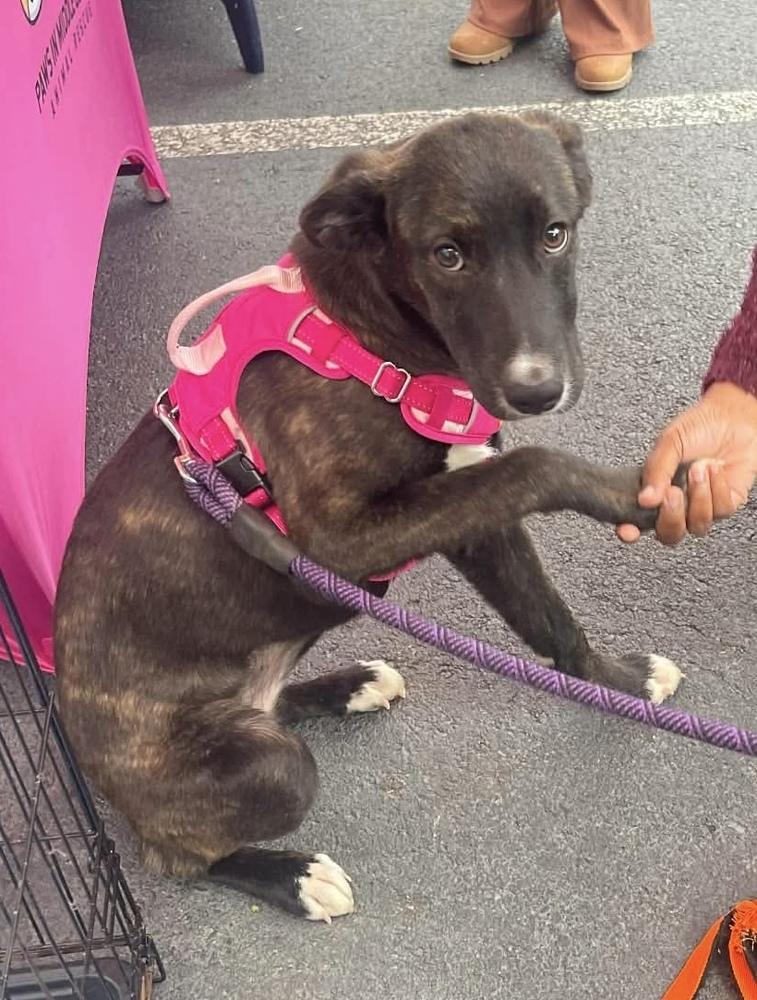 Enlarge Nami, a Adoptable mixed breed in WARNER ROBINS, GA image 4/6