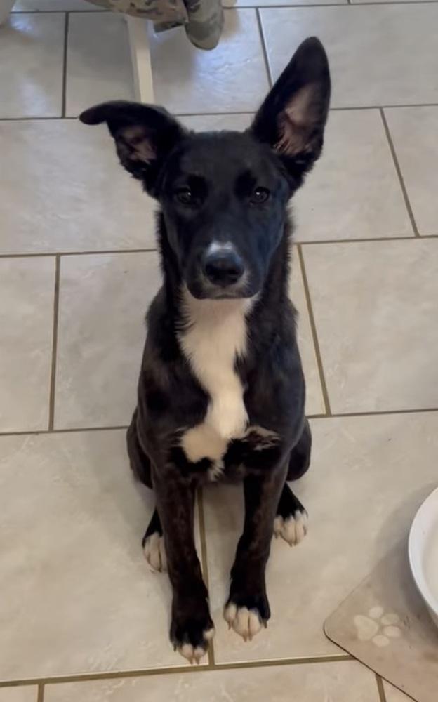Enlarge Nami, a Adoptable mixed breed in WARNER ROBINS, GA image 5/6