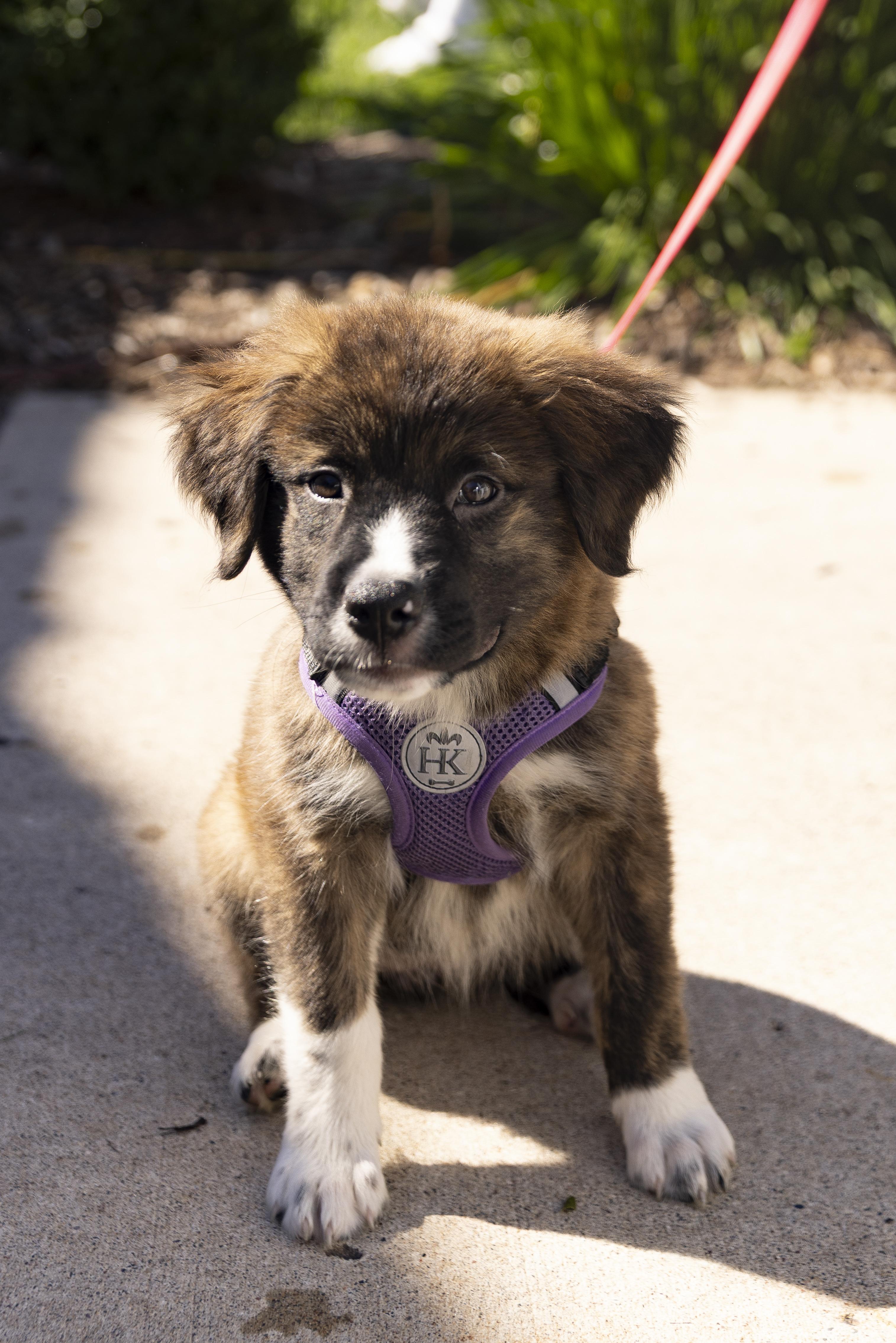 Celeste, Adoptable, Puppy Female Retriever & Mixed Breed.