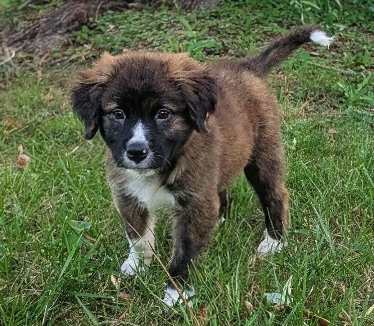 Enlarge Celeste, a Adoptable mixed breed in Minneapolis, MN image 5/6