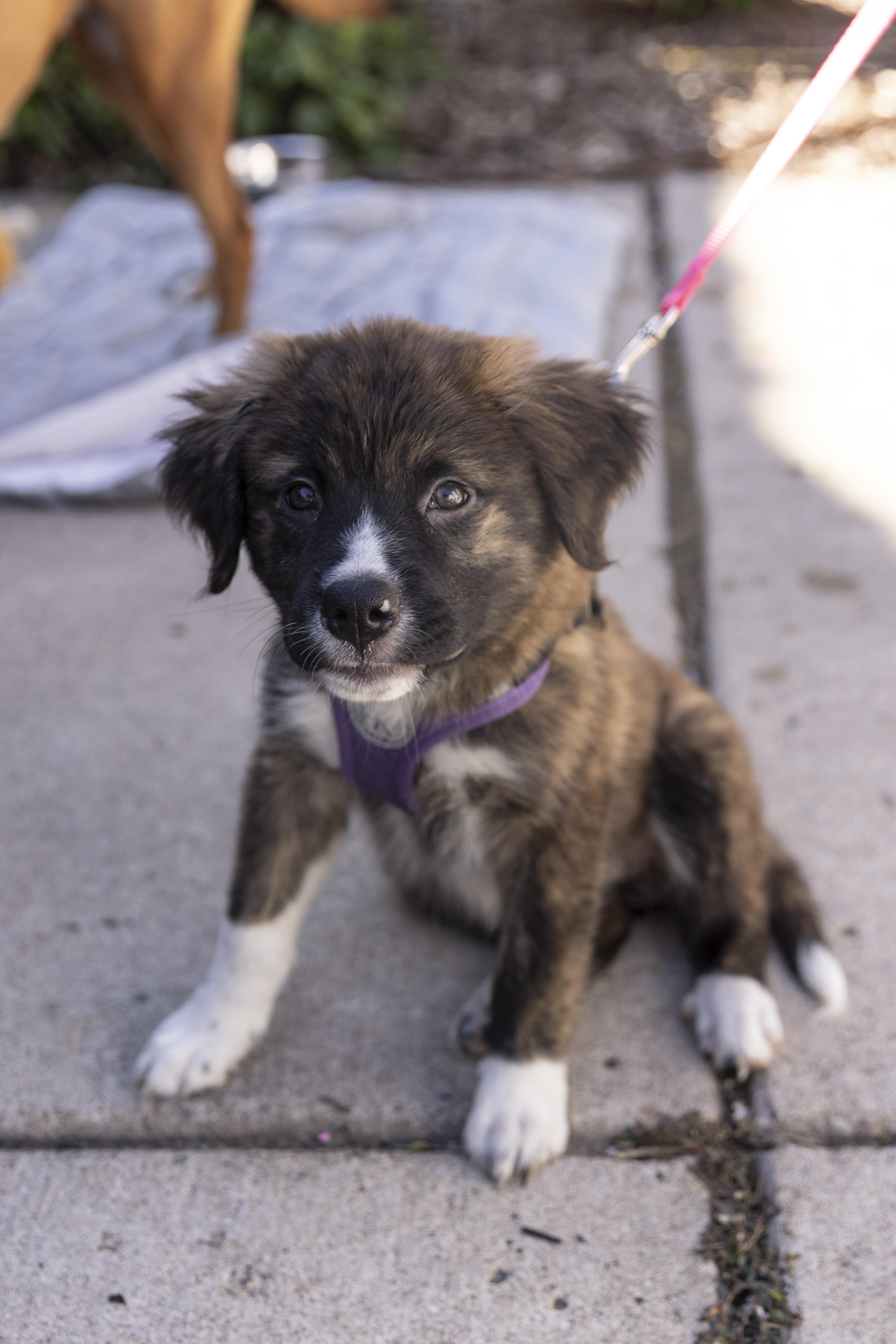 Enlarge Celeste, a Adoptable mixed breed in Minneapolis, MN image 2/6