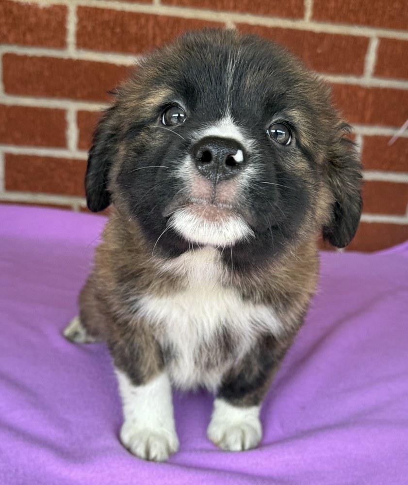 Enlarge Celeste, a Adoptable mixed breed in Minneapolis, MN image 4/6