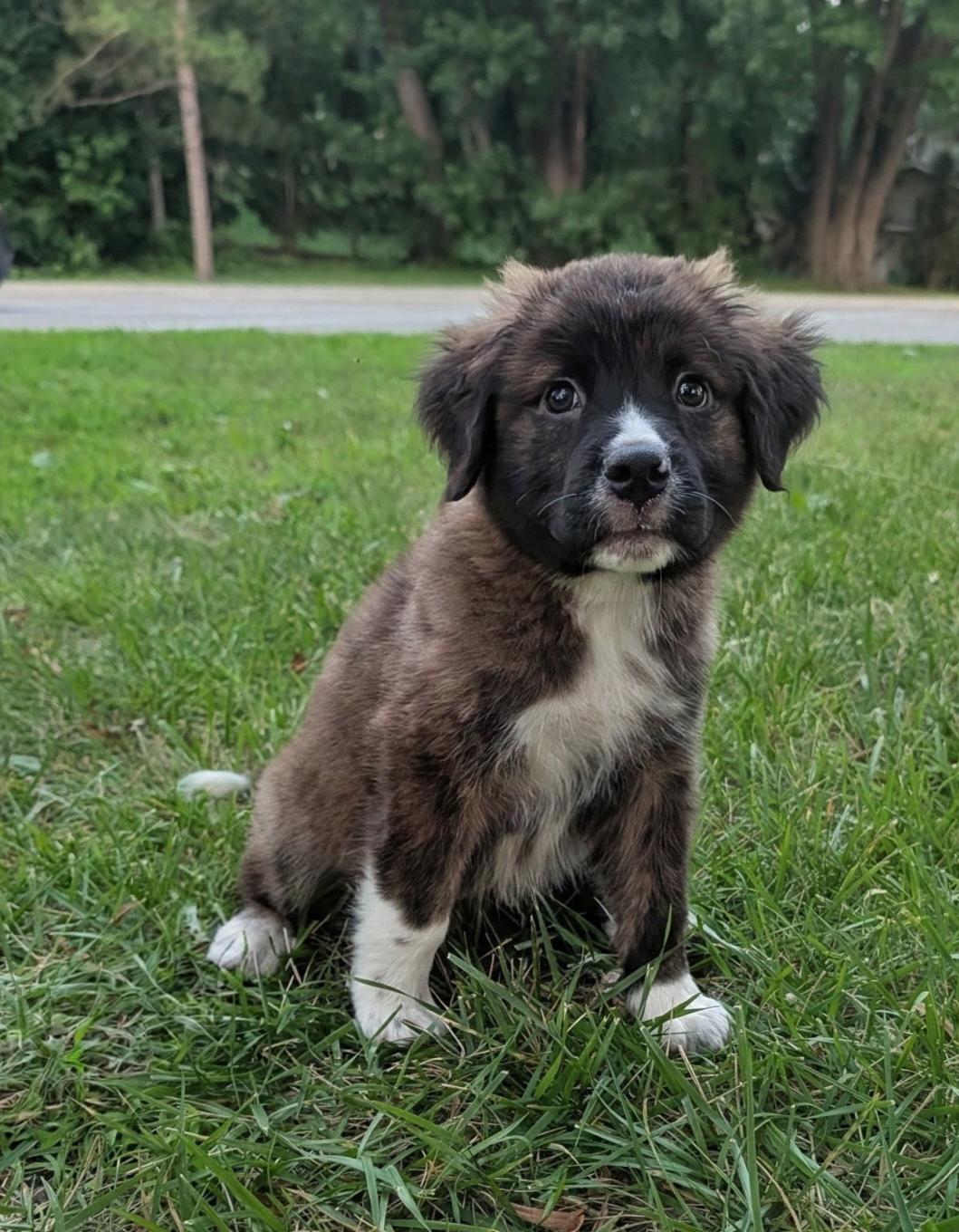 Enlarge Celeste, a Adoptable mixed breed in Minneapolis, MN image 6/6