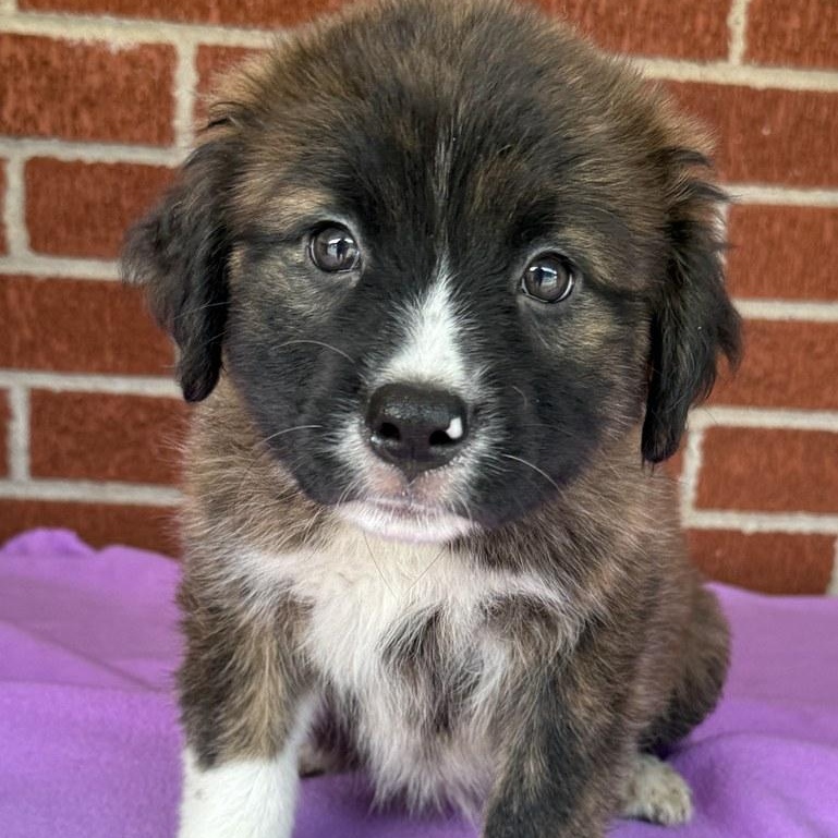 Enlarge Celeste, a Adoptable mixed breed in Minneapolis, MN image 3/6