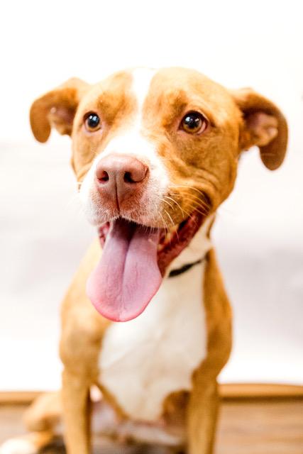 Gypsy, Adoptable, Adult Female Terrier.