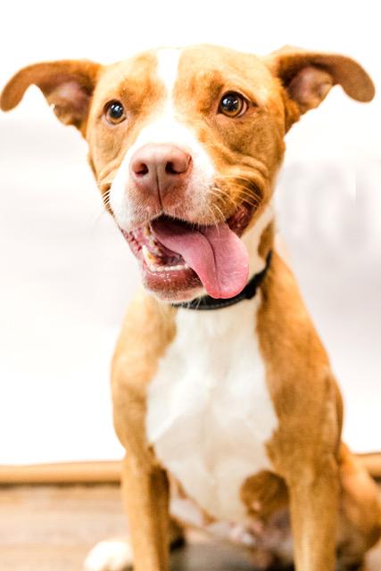 Enlarge Gypsy, a Adoptable mixed breed in Conway, AR image 2/3