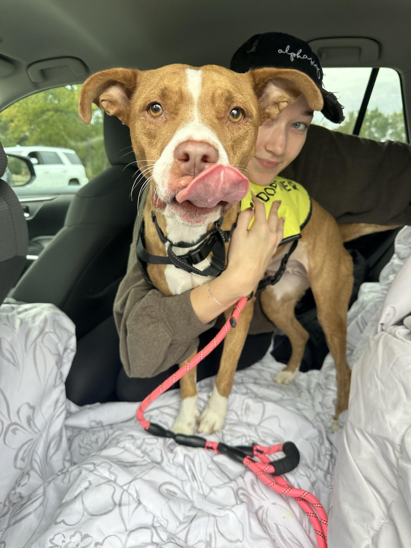 Gypsy, Adoptable, Adult Female Terrier.