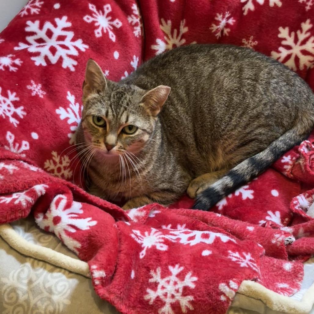 Christmas Chili (Bonded with Miss Krampus), Adoptable, Adult Female Domestic Short Hair.