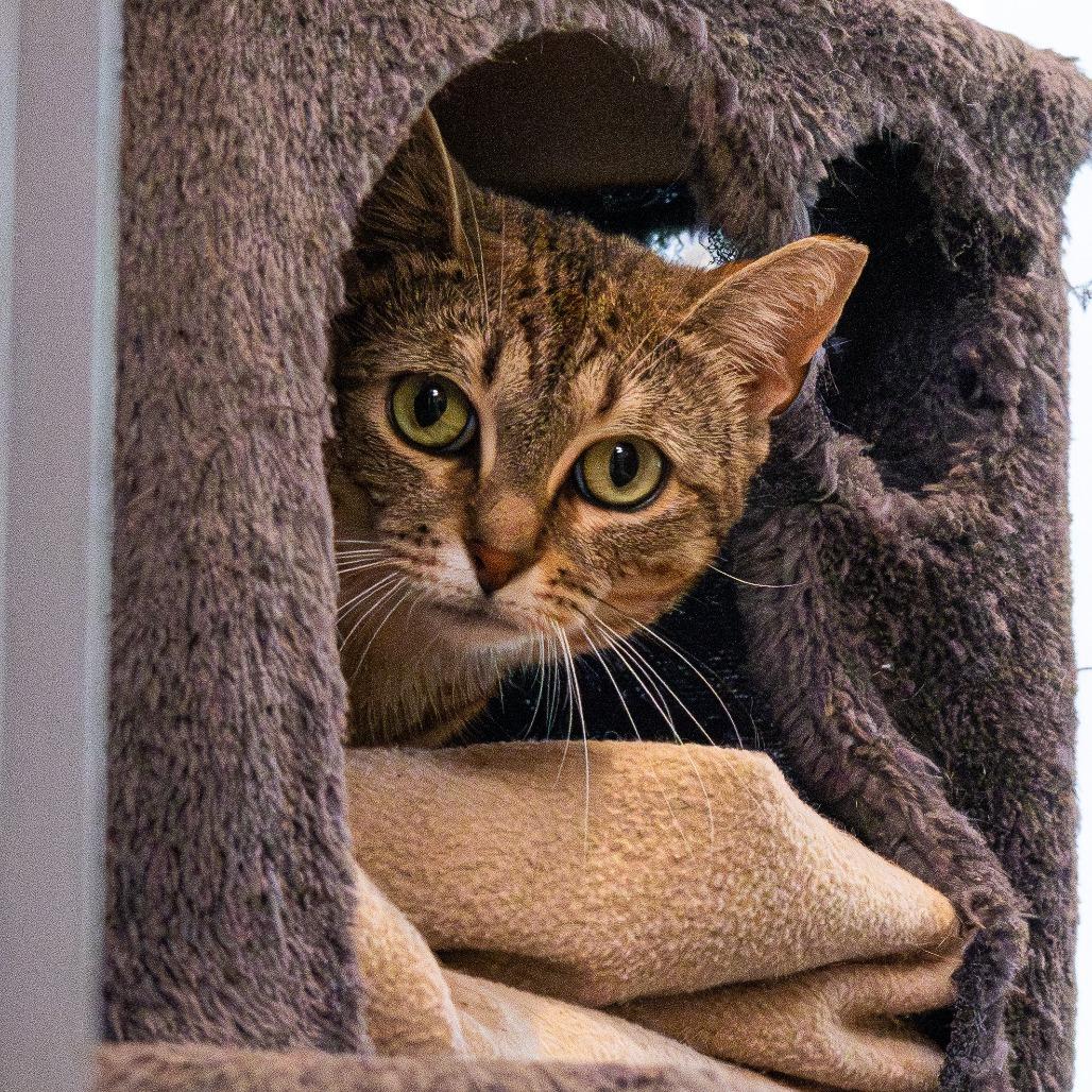 Enlarge Christmas Chili (Bonded with Miss Krampus), a Adoptable Domestic Short Hair in Newark, DE image 3/6