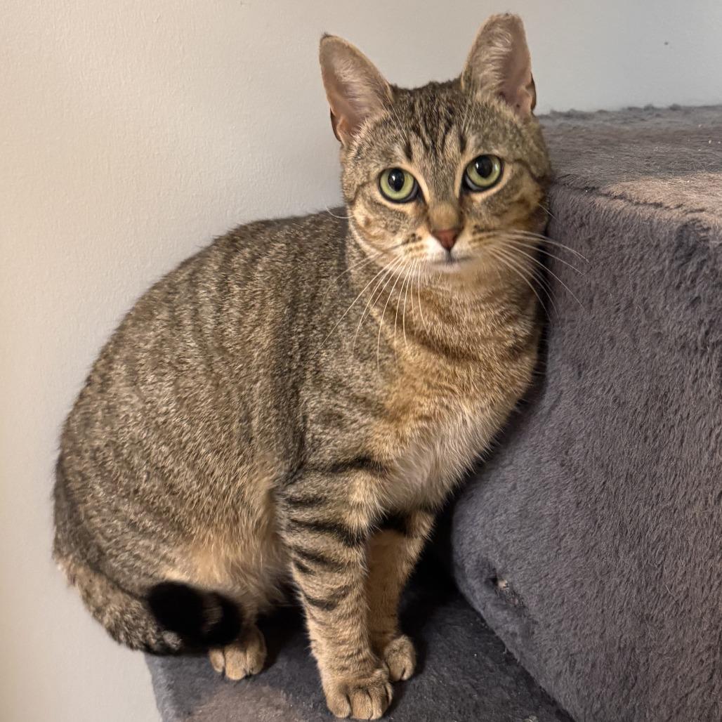 Enlarge Christmas Chili (Bonded with Miss Krampus), a Adoptable Domestic Short Hair in Newark, DE image 3/6