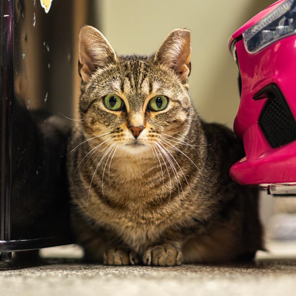 Enlarge Christmas Chili (Bonded with Miss Krampus), a Adoptable Domestic Short Hair in Newark, DE image 5/6