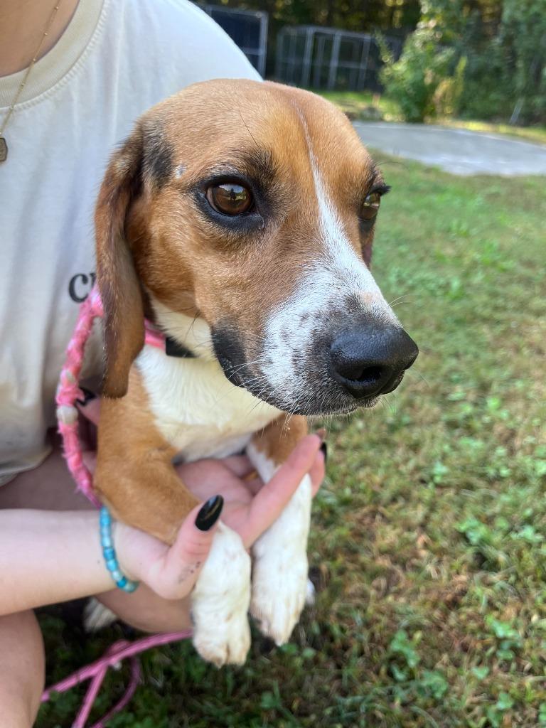 Rupert 1, Adoptable, Young Male Beagle.
