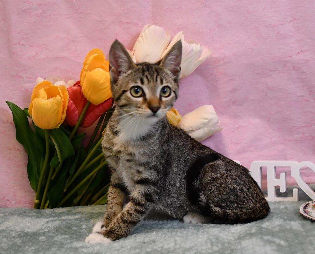 Pixie, Adoptable, Kitten Female Domestic Short Hair.