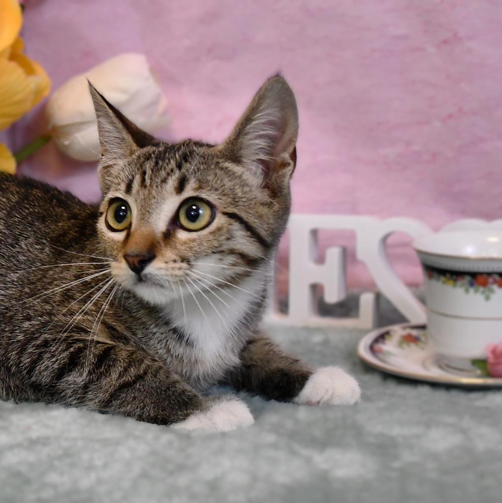 Enlarge Pixie, a Adoptable mixed breed in Roanoke, TX image 2/3