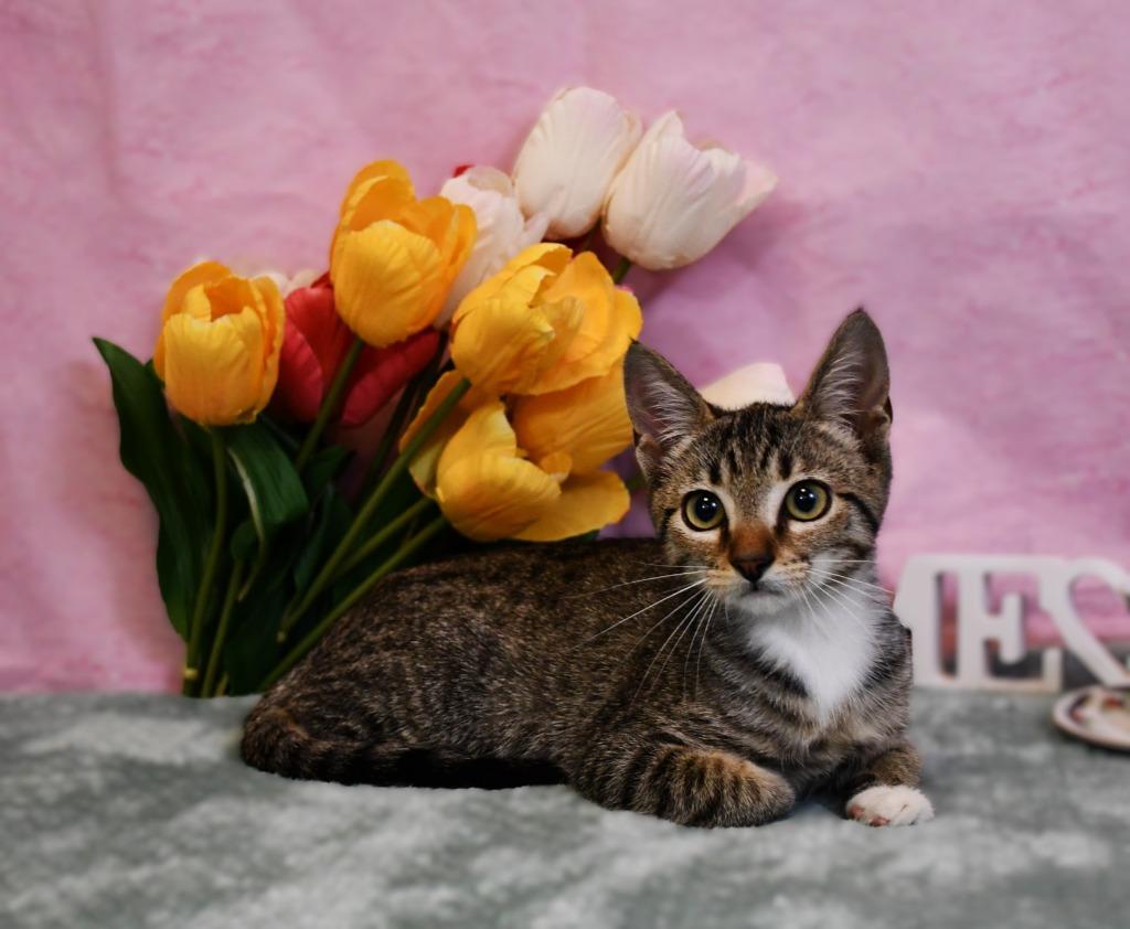 Enlarge Pixie, a Adoptable mixed breed in Roanoke, TX image 3/3