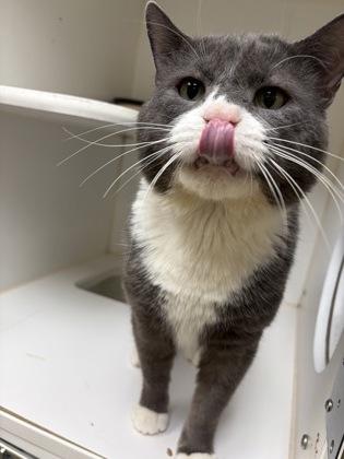 Elmer — thumbnail 2