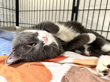 Elmer — thumbnail 3