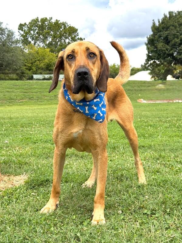 Fluffy, Adoptable, Adult Male Bloodhound & Mixed Breed.