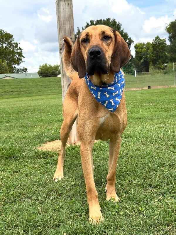 Fluffy, a Adoptable mixed breed in Maryville, TN image 2/5