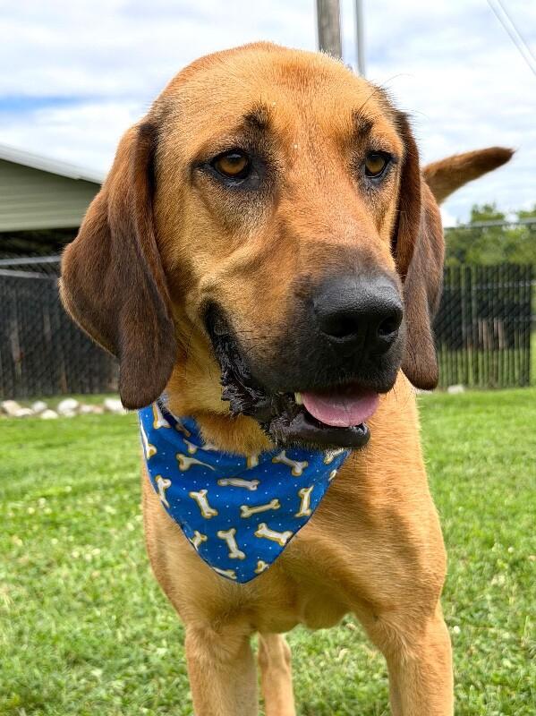 Fluffy, a Adoptable mixed breed in Maryville, TN image 3/5
