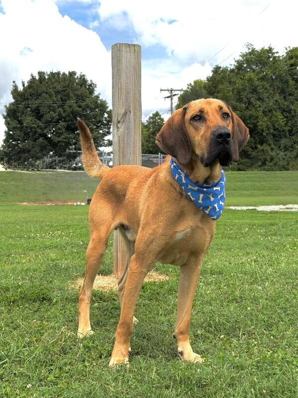 Fluffy, a Adoptable mixed breed in Maryville, TN image 4/5
