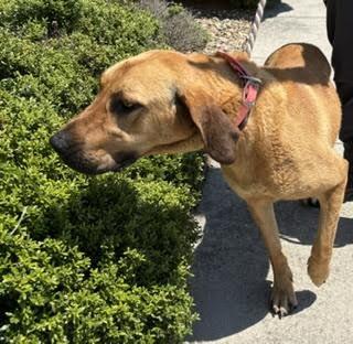 Fluffy, a Adoptable mixed breed in Maryville, TN image 5/6