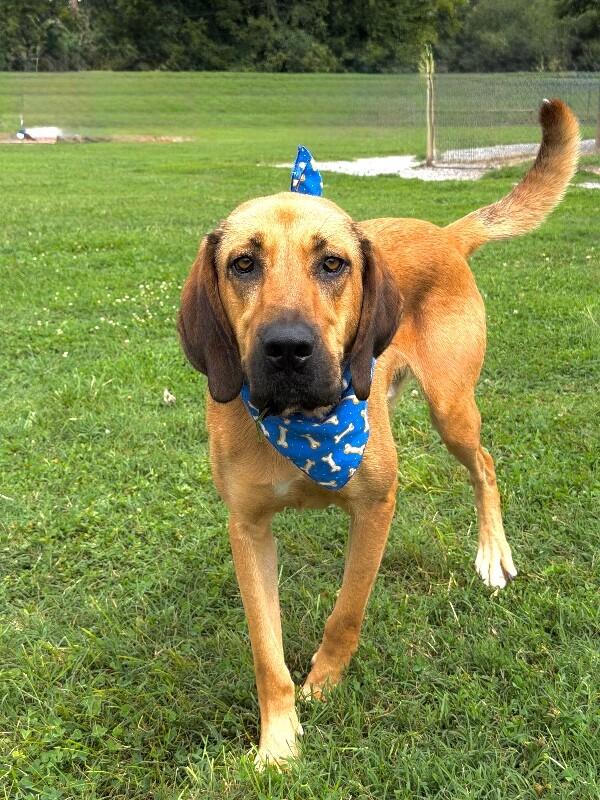 Fluffy, a Adoptable mixed breed in Maryville, TN image 5/5