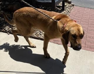 Fluffy, a Adoptable mixed breed in Maryville, TN image 6/6