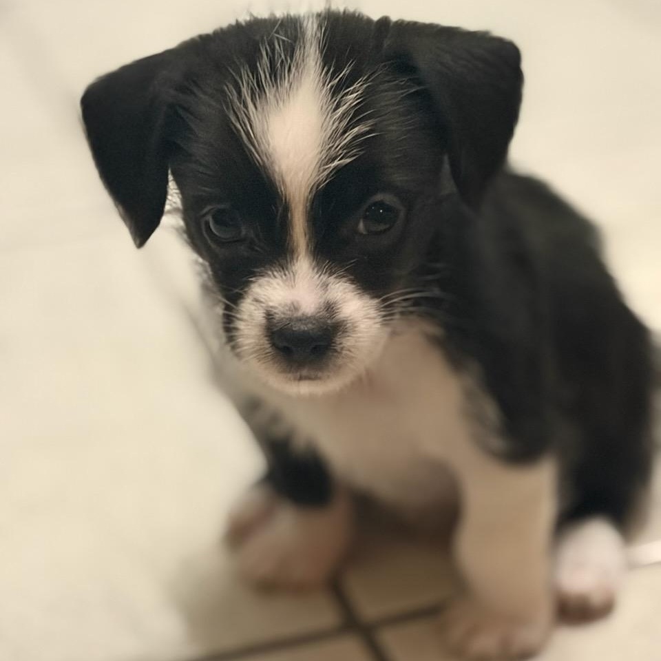 Chester (Foster to Adopt), adopted, Puppy Male Chihuahua & Terrier.