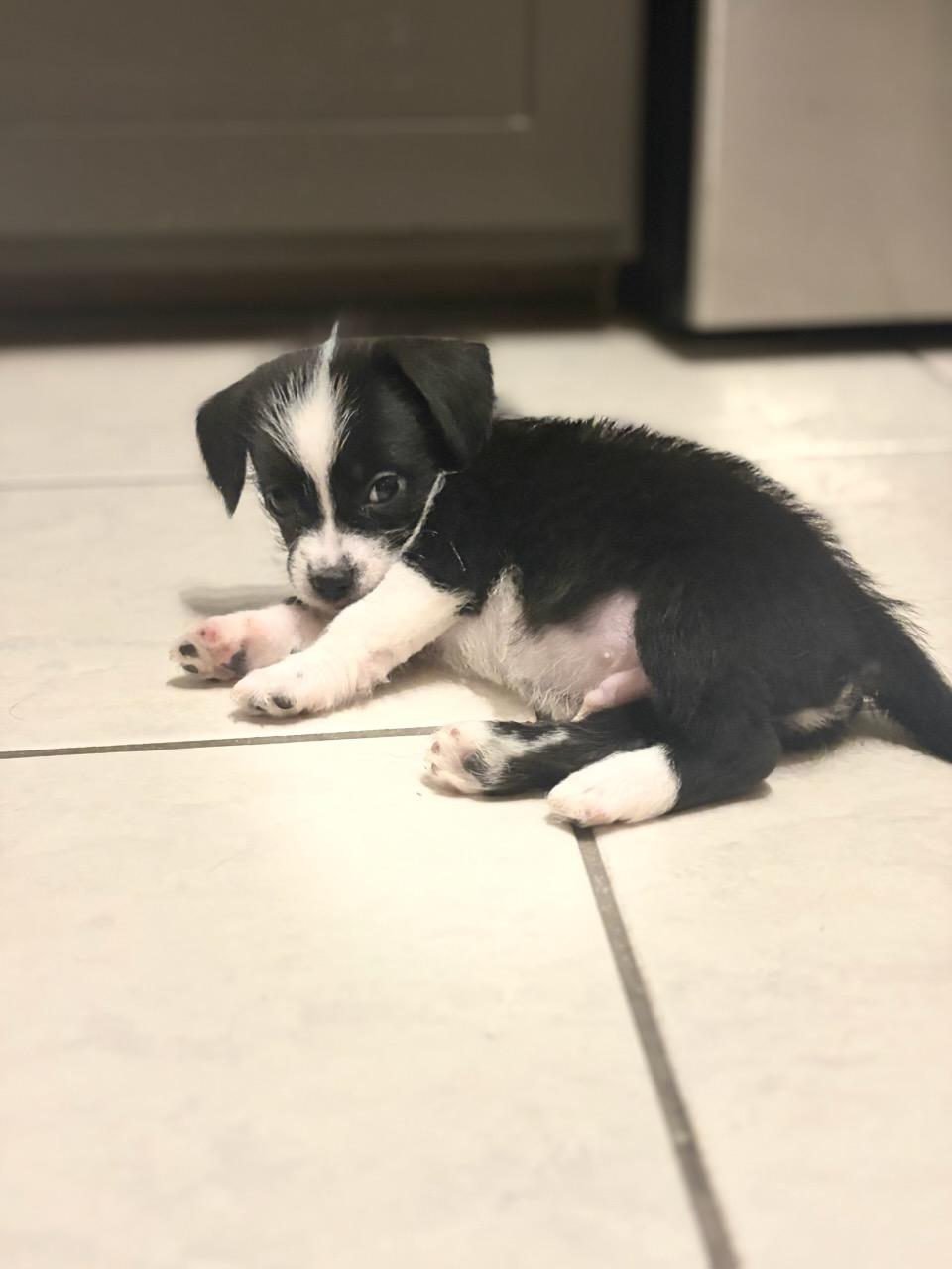 Enlarge Chester (Foster to Adopt), an adopted mixed breed in Durham, NC image 3/3