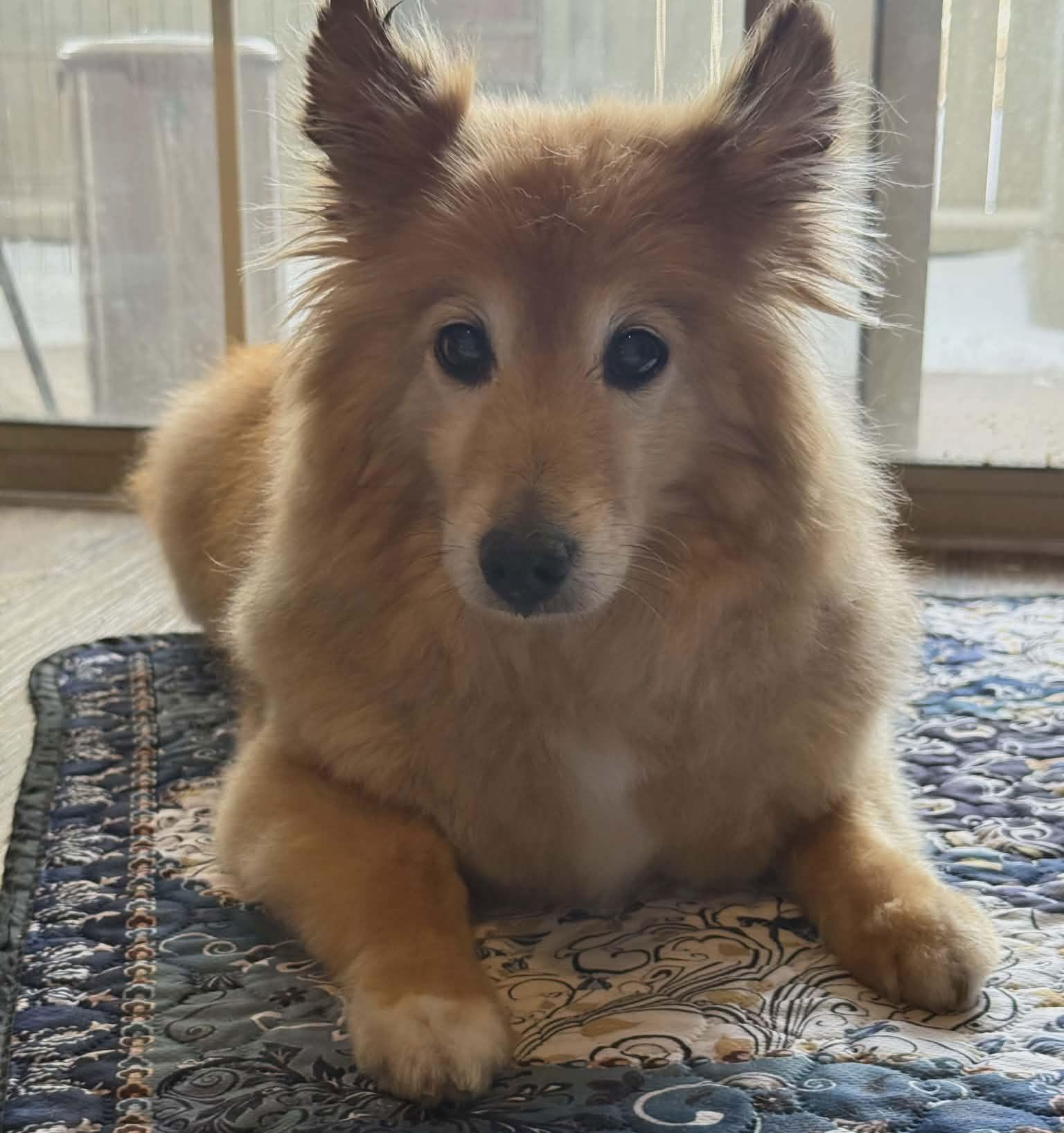 Rocky, Adoptable, Senior Male Spitz.