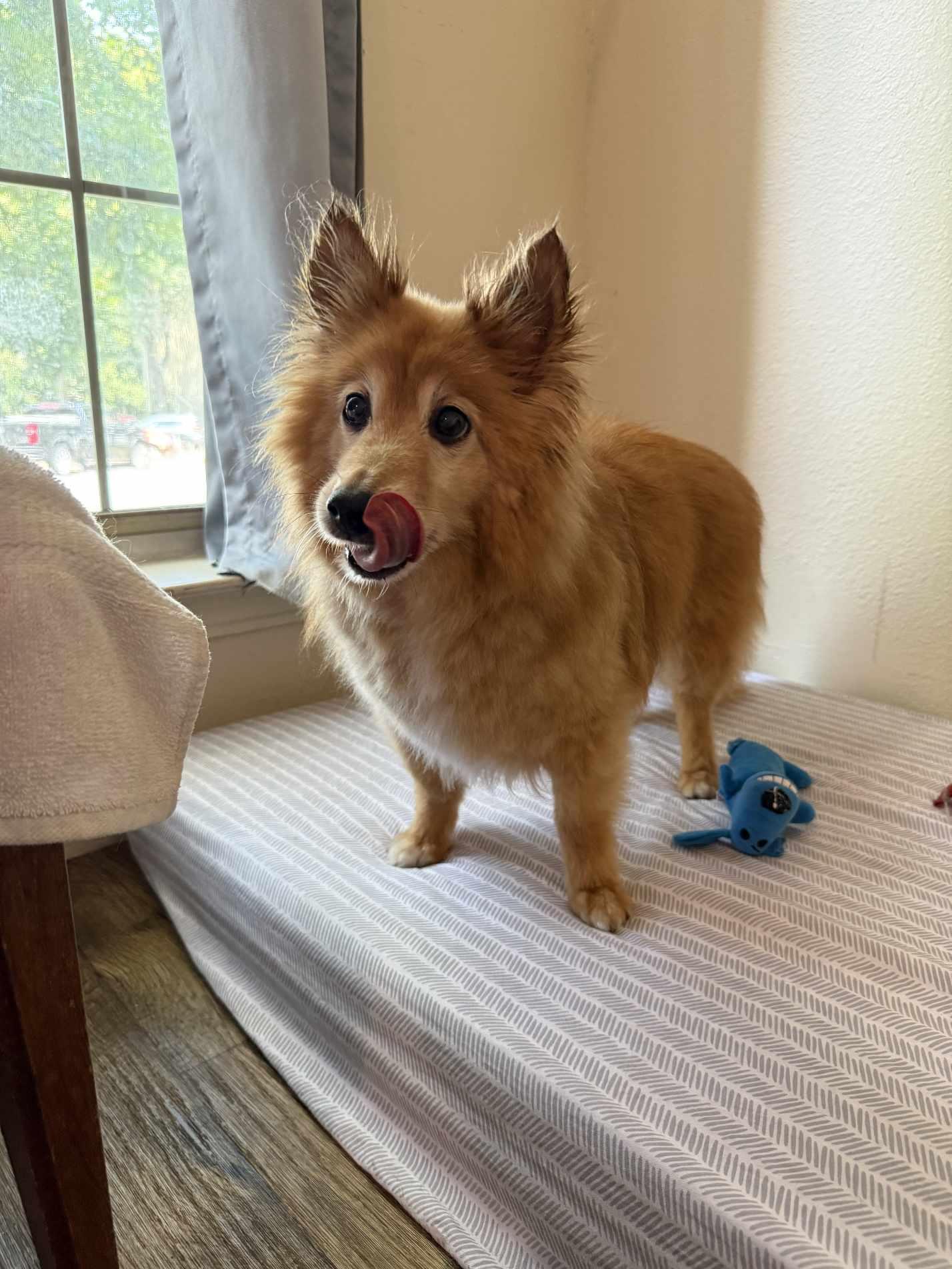 Rocky, Adoptable, Senior Male Spitz.