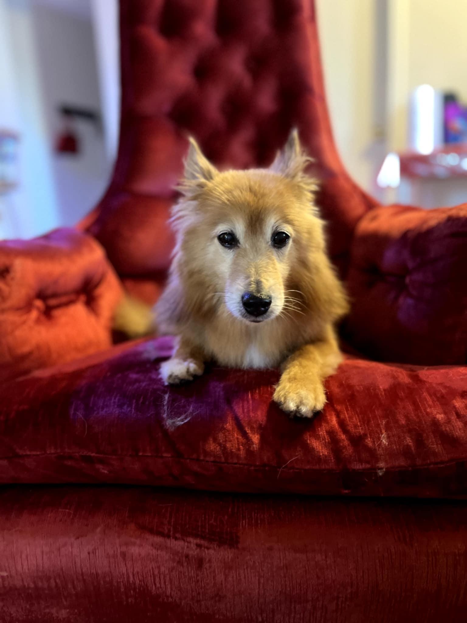 Enlarge Rocky, a Adoptable Spitz in Ceres, VA image 2/3